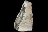 Petrified Wood (Sequoia) With Polished Face - Rogers Mtn, OR #87590-1